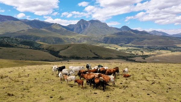 Communal Cattle Heritage
