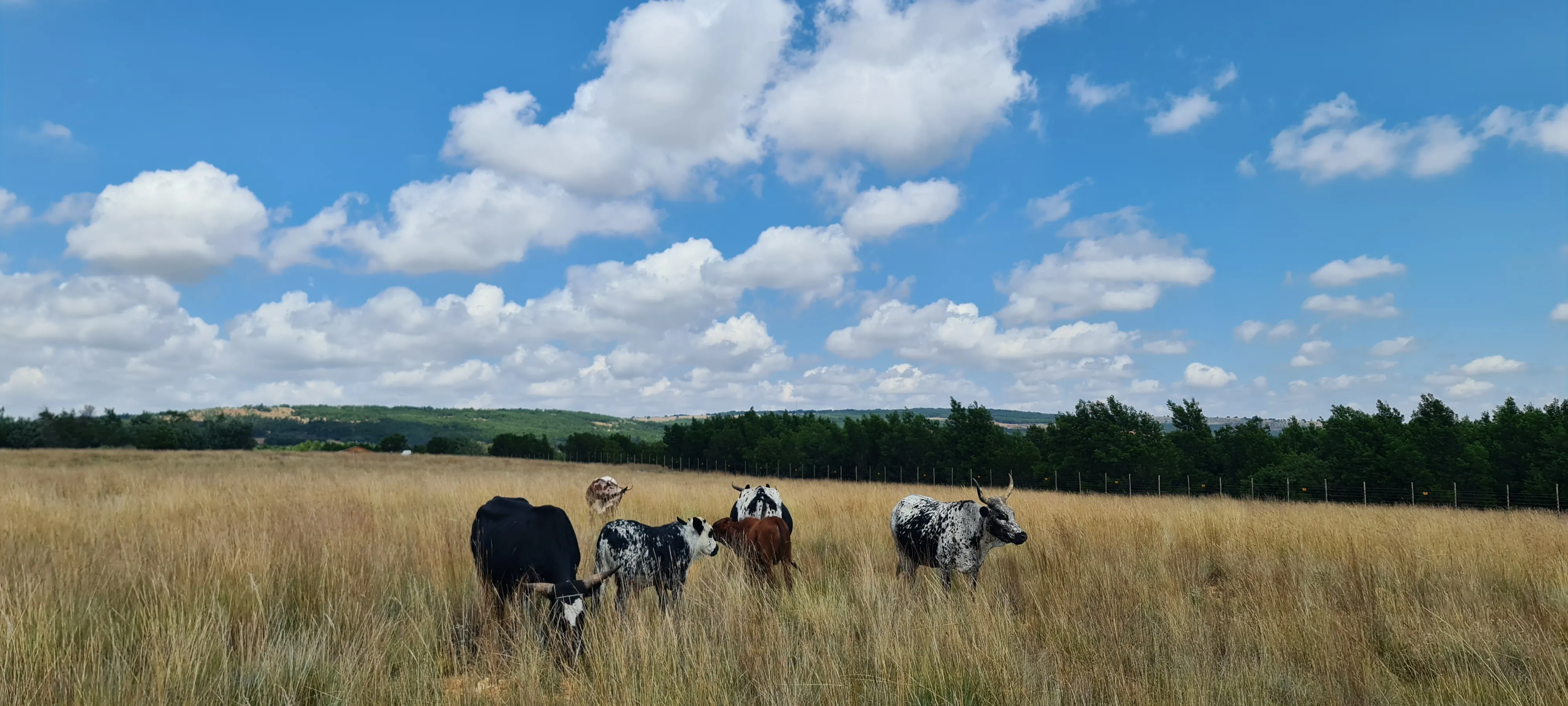 Acacian View Feedlots Premium Cattle