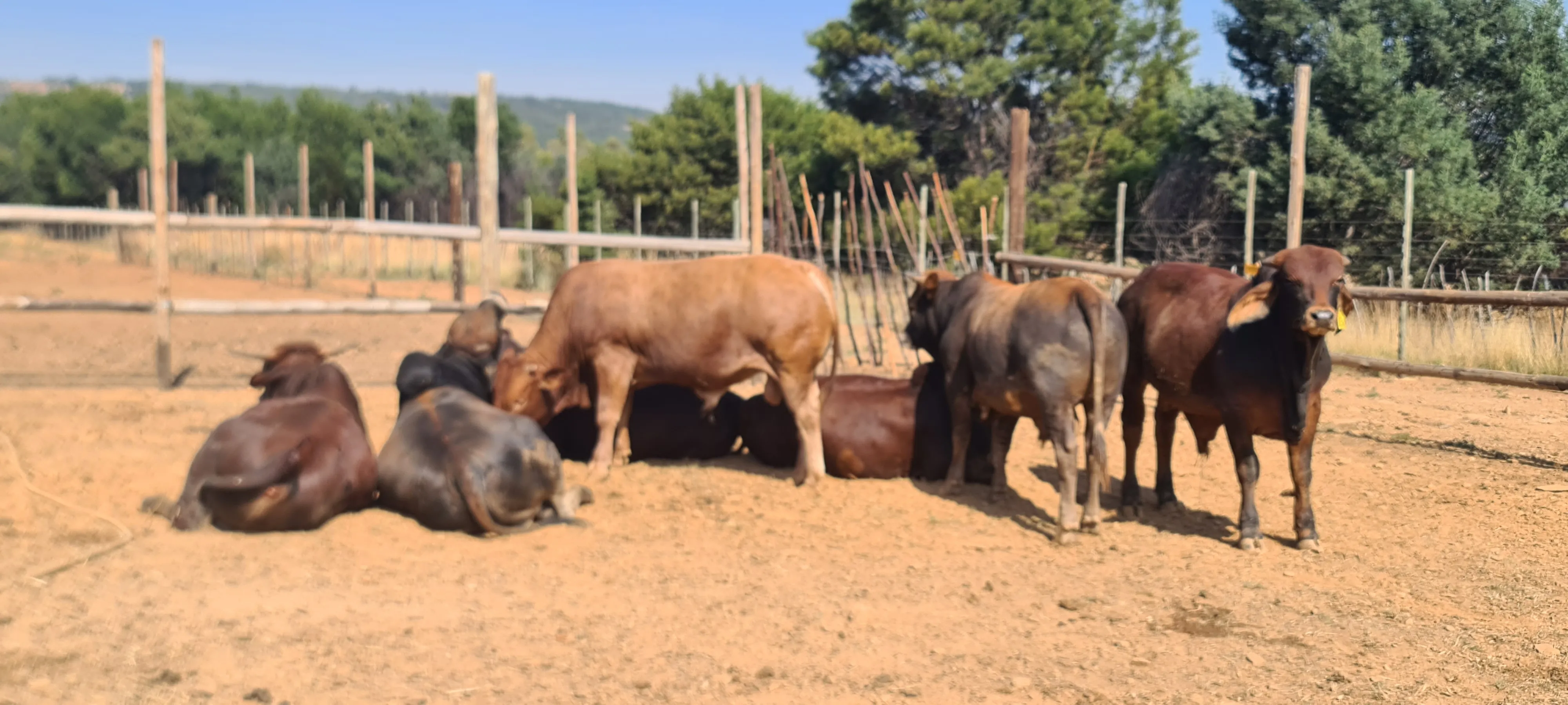 Acacian View Feedlots Gallery Image 1