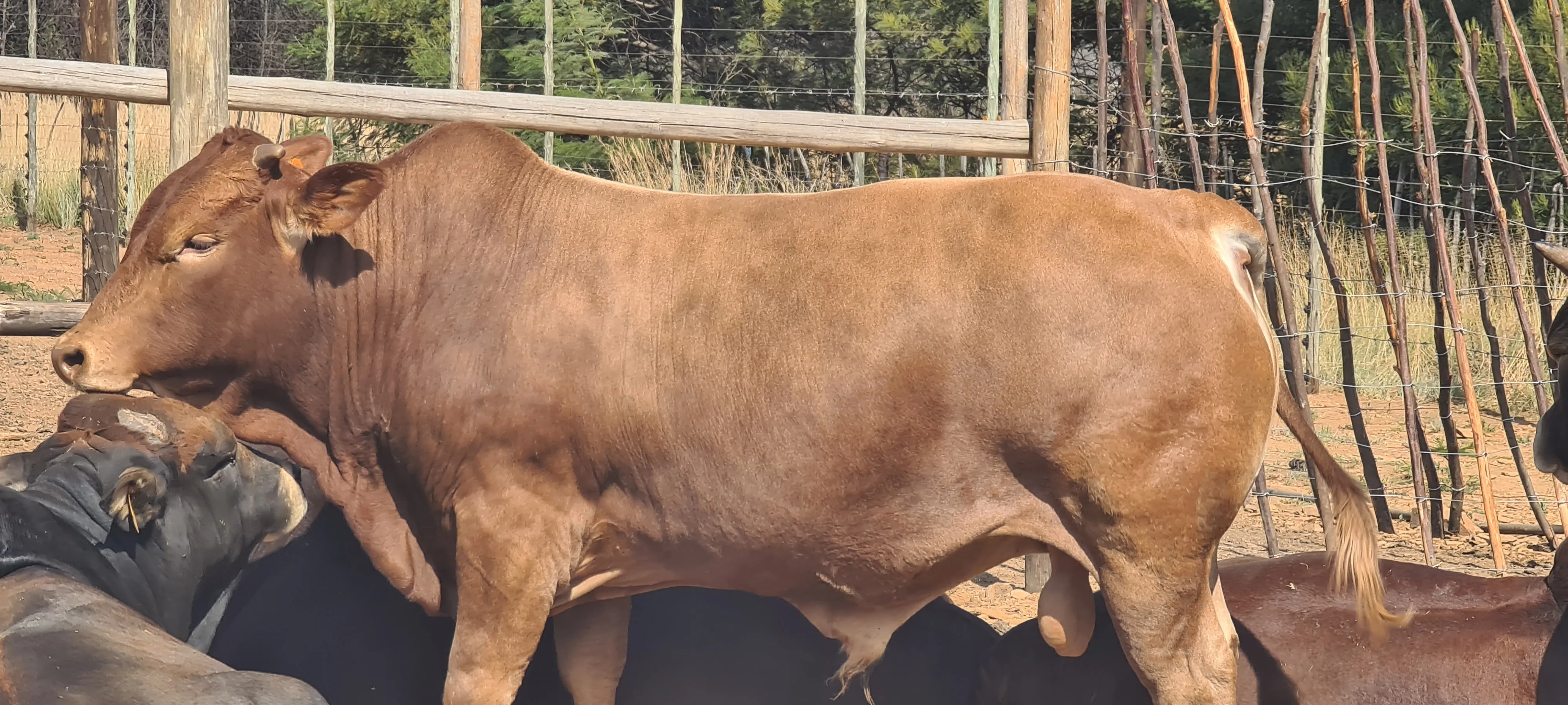 Acacian View Feedlots Gallery Image 2