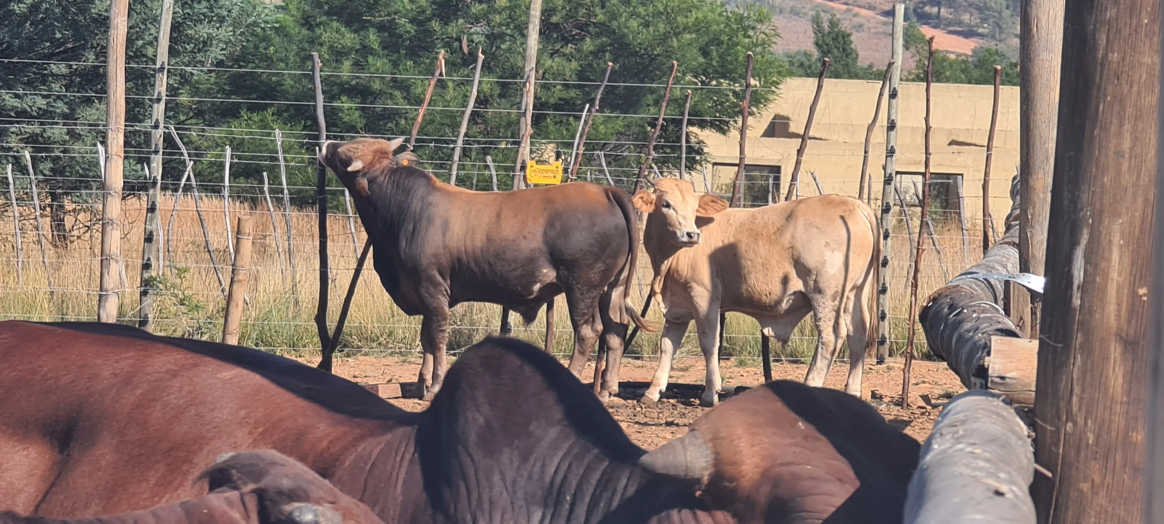 Acacian View Feedlots Gallery Image 3